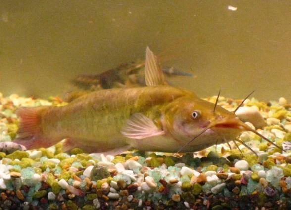 Brown-Bullhead-Catfish.JPG