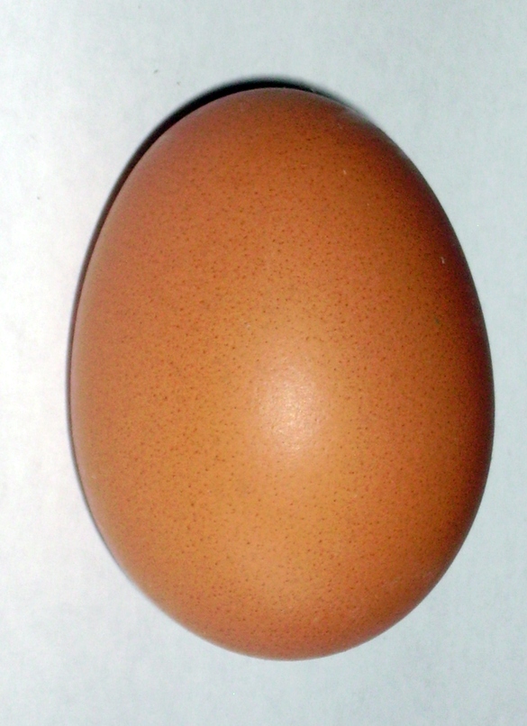 Brown_chicken_egg.jpg