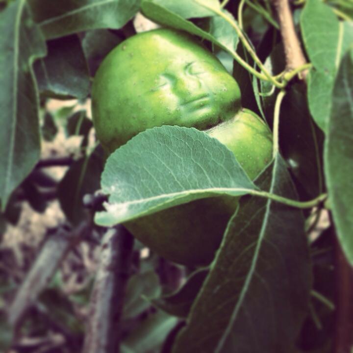 Buddha pears.jpg