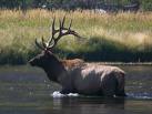 Bull%2520elk%2520approx.%2520200ft%2520away%2520%255Btelephoto%2520lens%255D.jpg