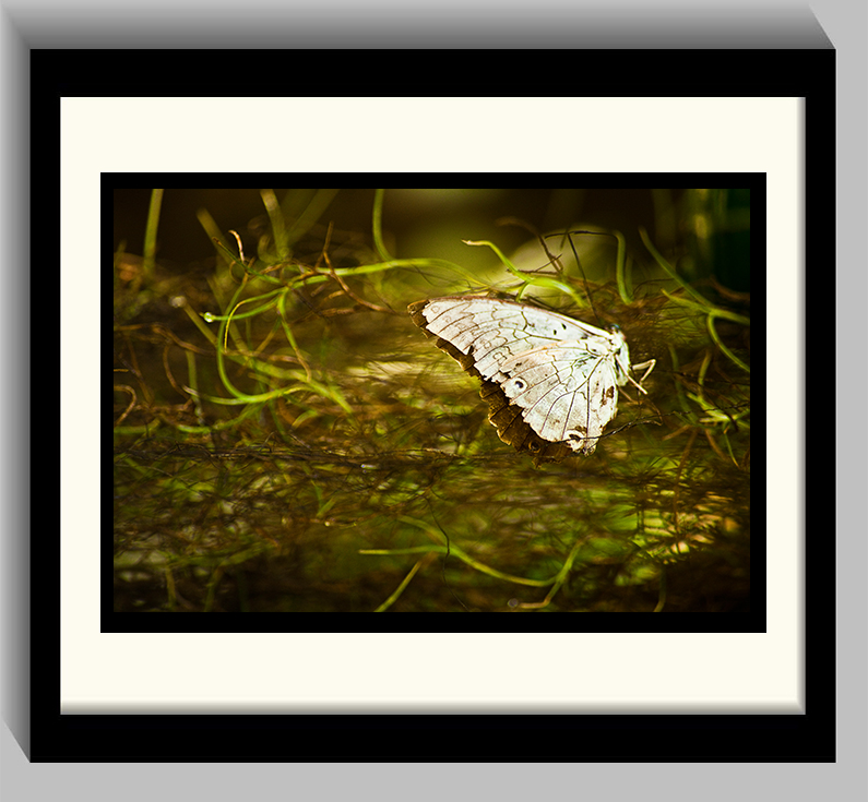 Butterfly_In_Grass_1.jpg