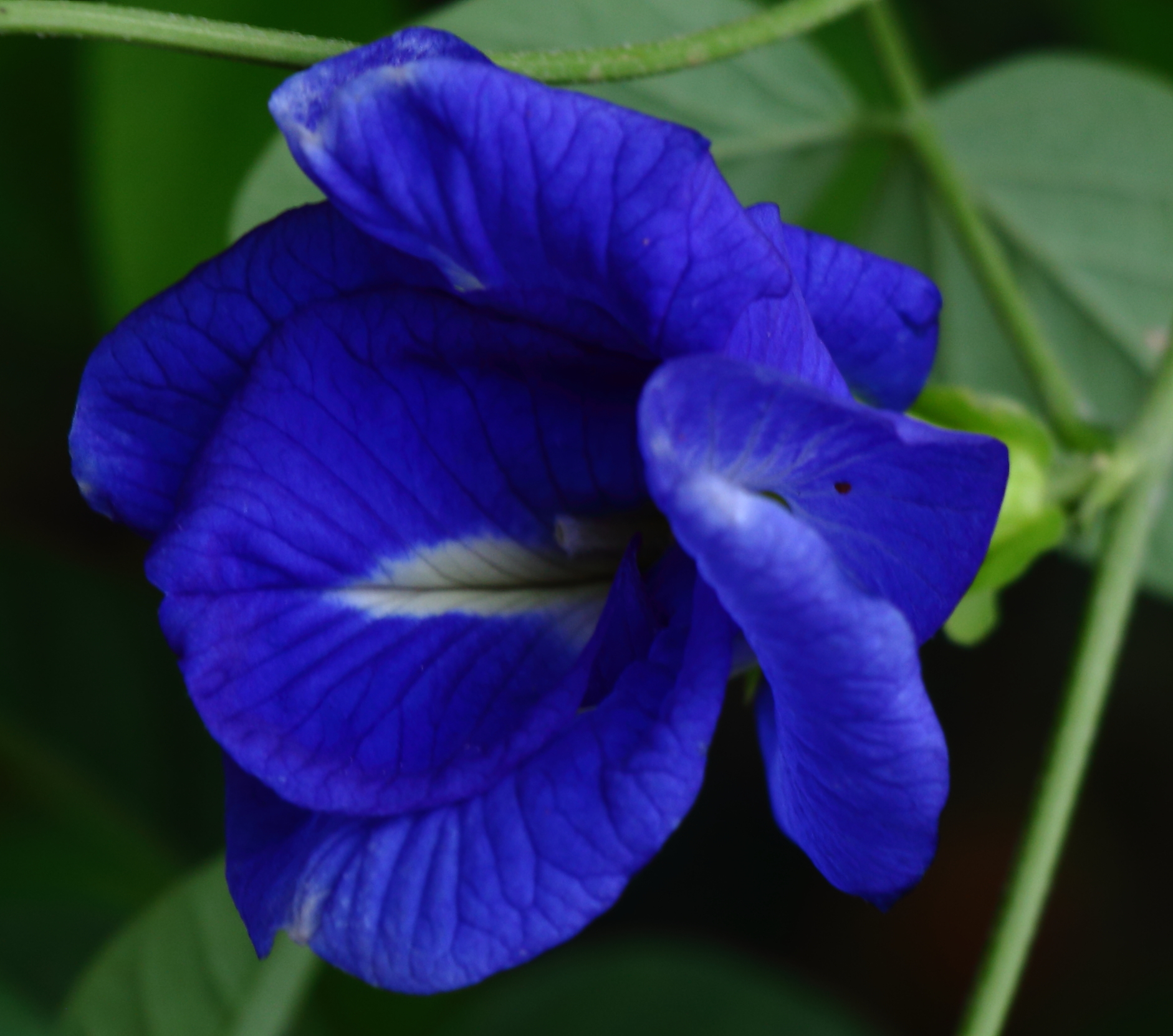 Butterfly_Pea_Double_Flower_(_Clitoria_Ternatea_).jpg