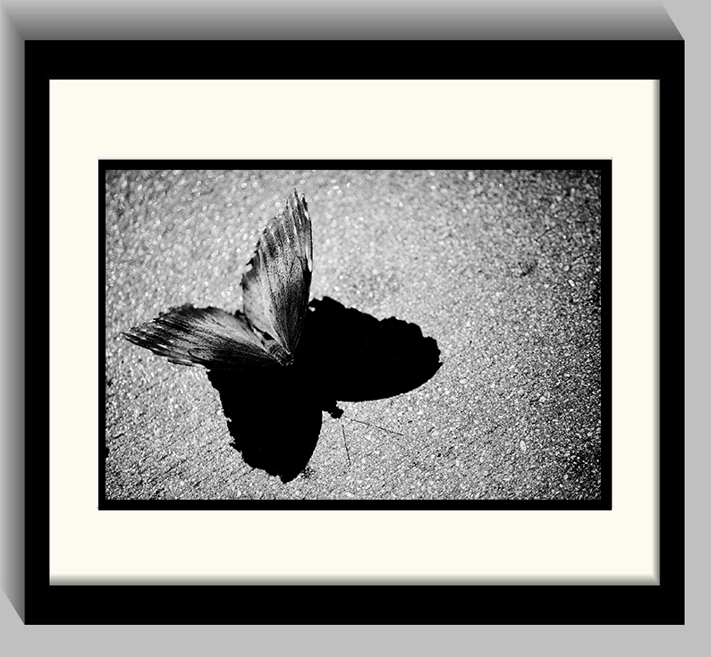 Butterfly_Shadow_3.jpg