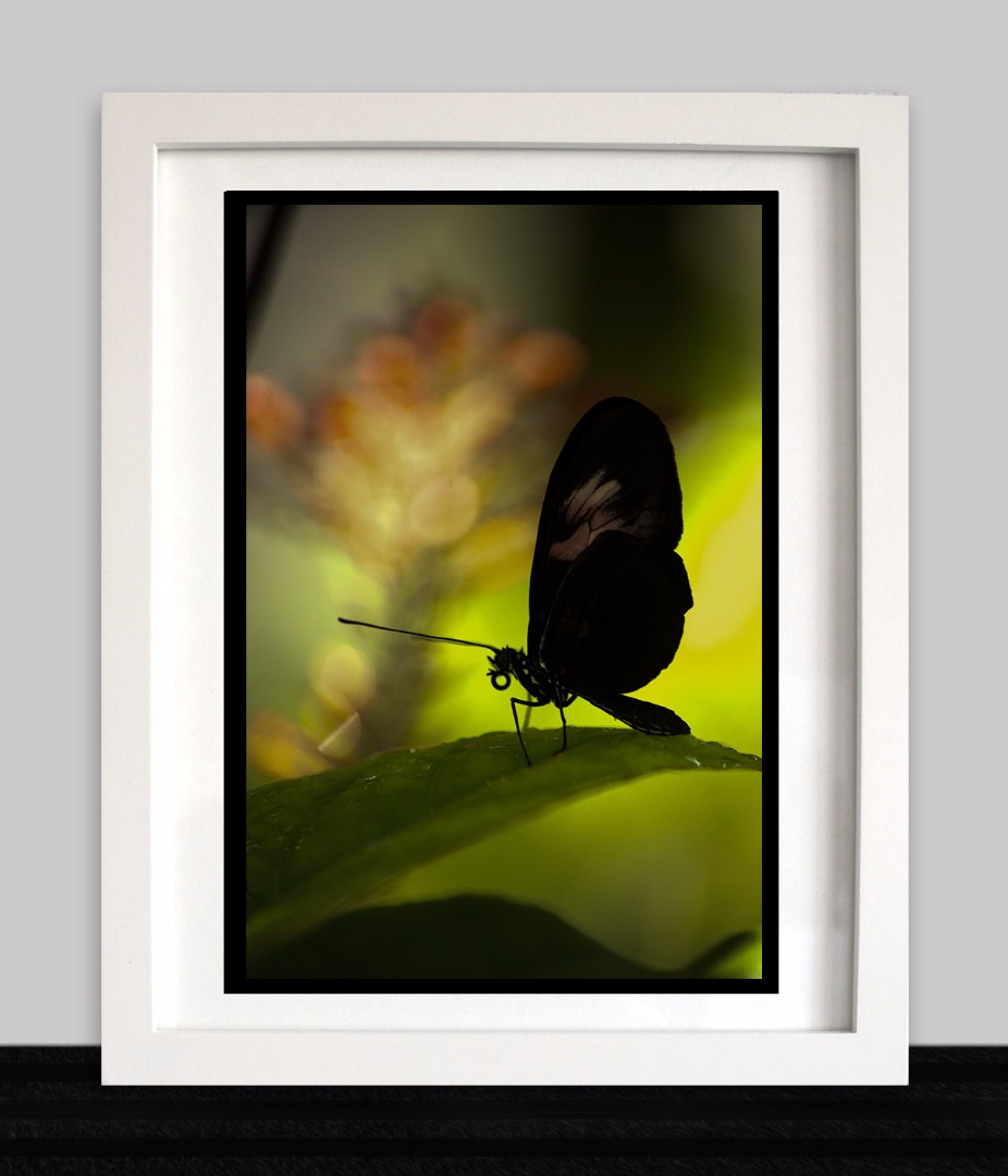 Butterfly_Silhouette.jpg