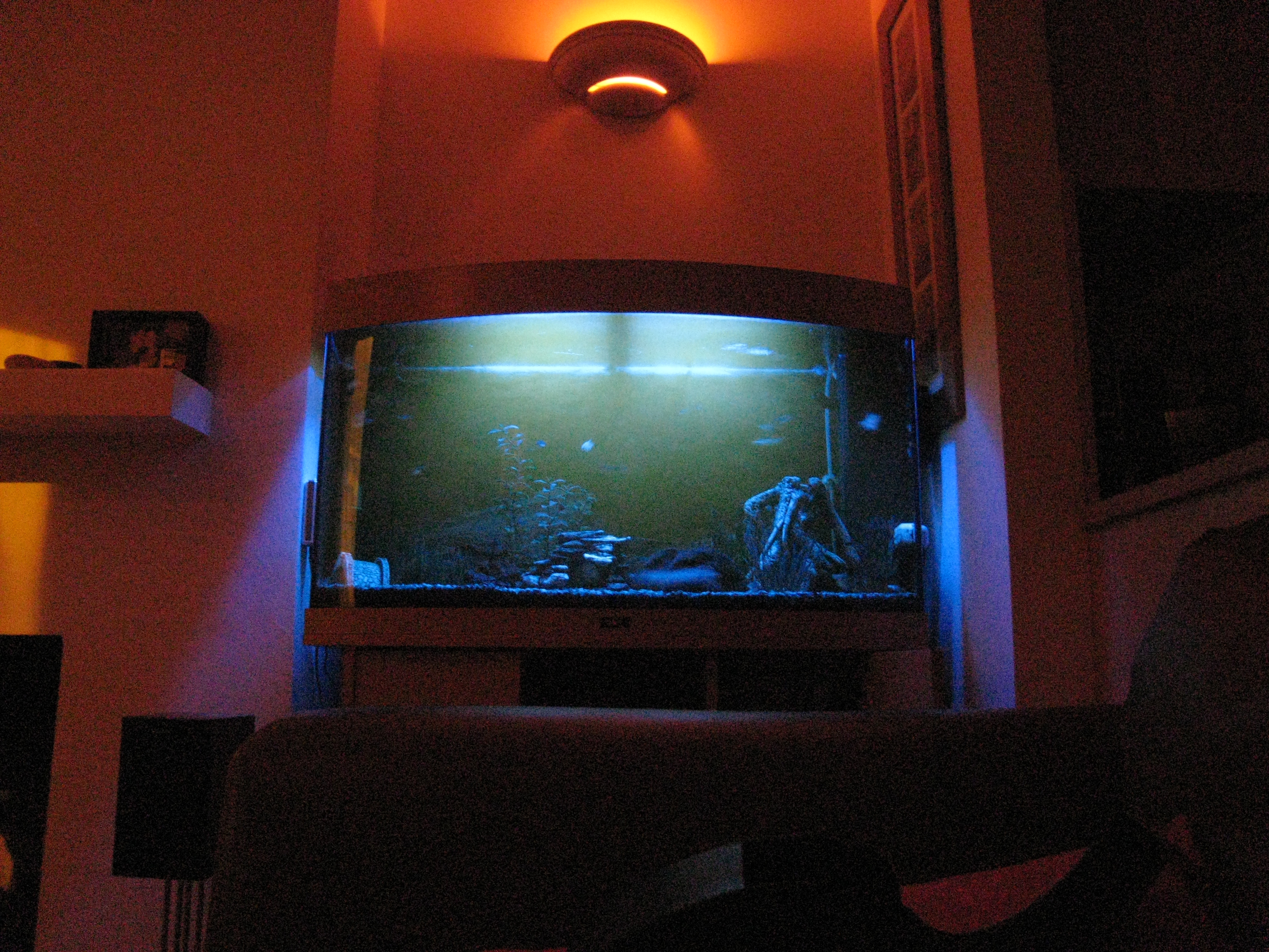 C:\Users\Will\Desktop\Fish tank moonlights\IMG_2544.JPG