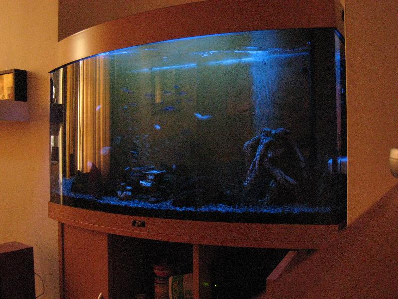 C:\Users\Will\Desktop\Fish tank moonlights - Copy\IMG_2540.JPG