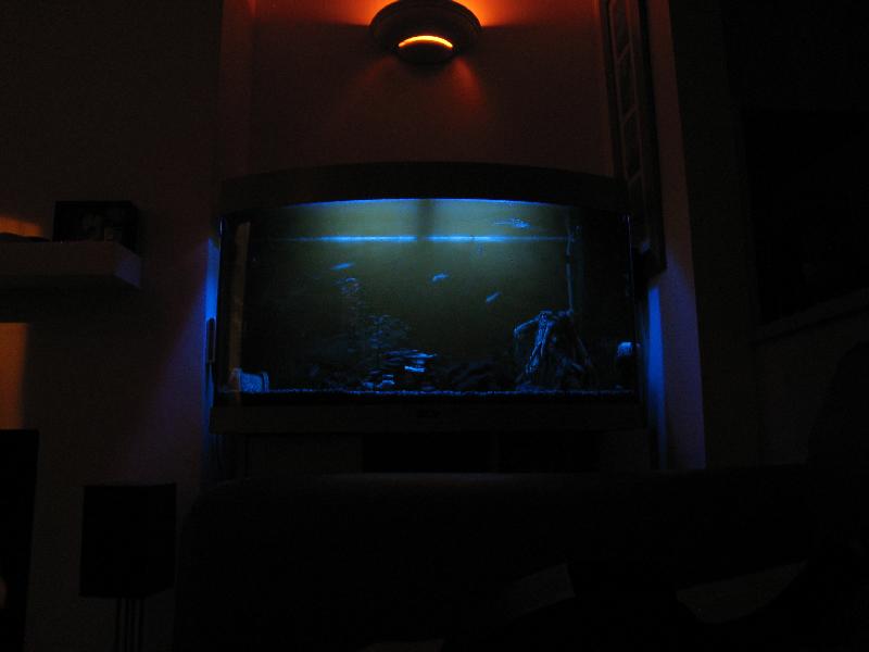 C:\Users\Will\Desktop\Fish tank moonlights - Copy\IMG_2548.JPG