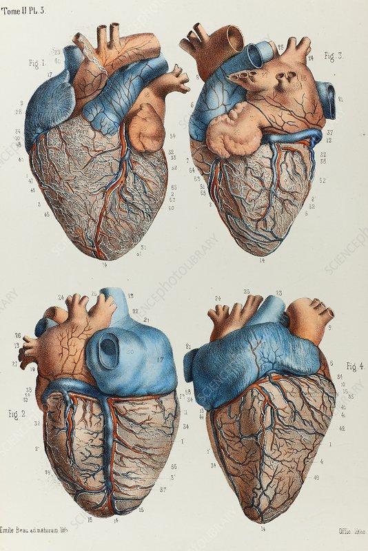 C0424595-Heart_anatomy,_1866_illustration.jpg