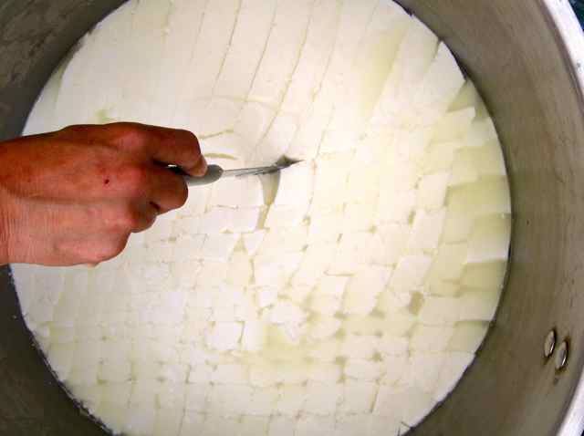 CUTTING CURD SMALL.jpg