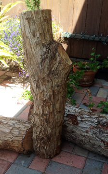 California Pepper Tree logs.jpg