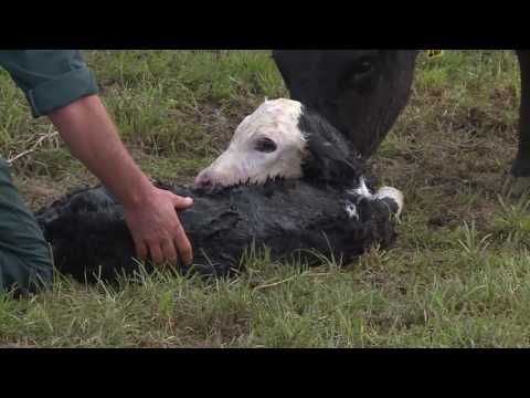 Calving cows and collecting calves