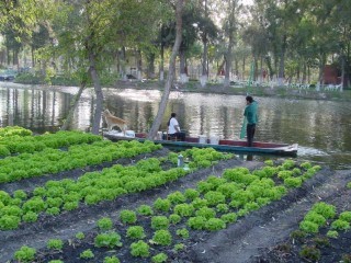 Camas_chinampas.jpg