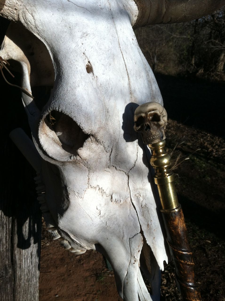 CaneSkull 8.jpg