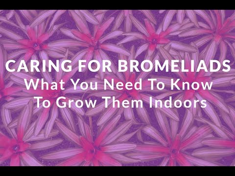 Caring For Bromeliads: What You Need To Know To Grow Them Indoors