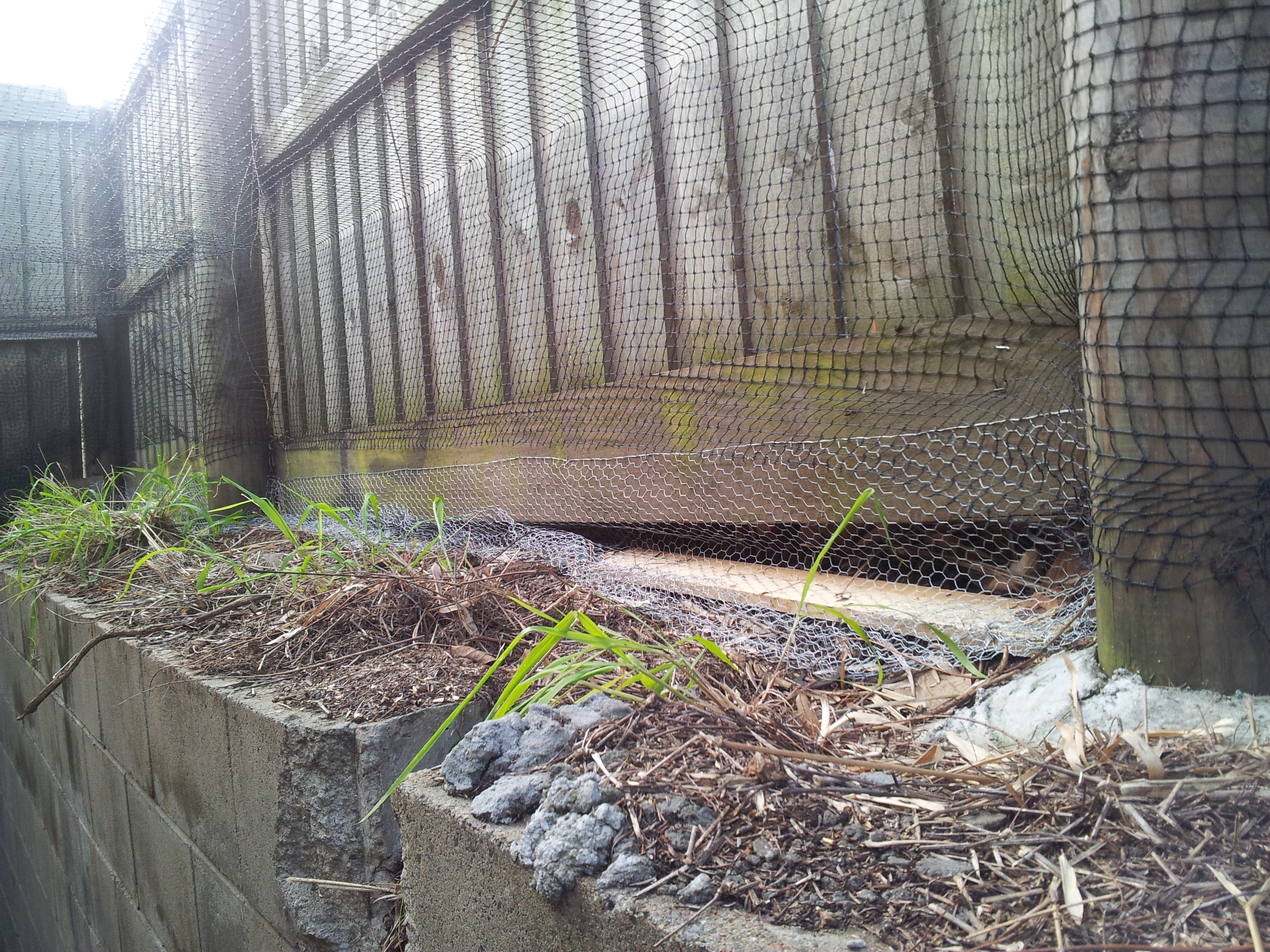 Cat Run - Chicken Wire.jpg