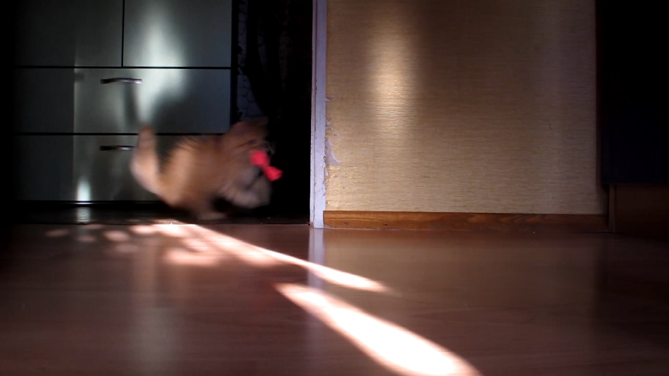 Cat Run.jpg