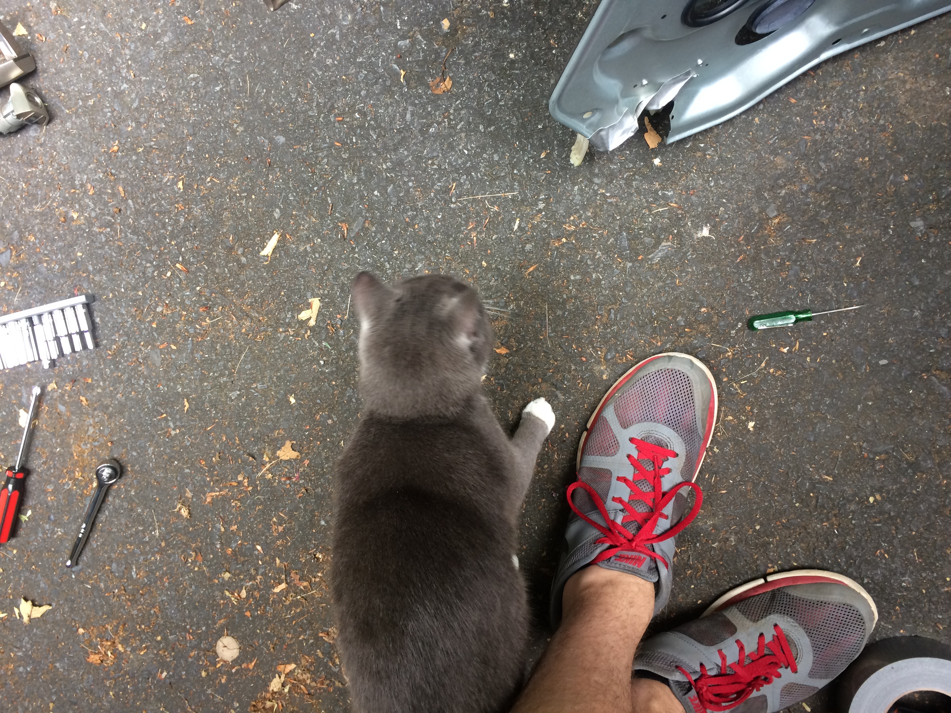 Cat.jpeg