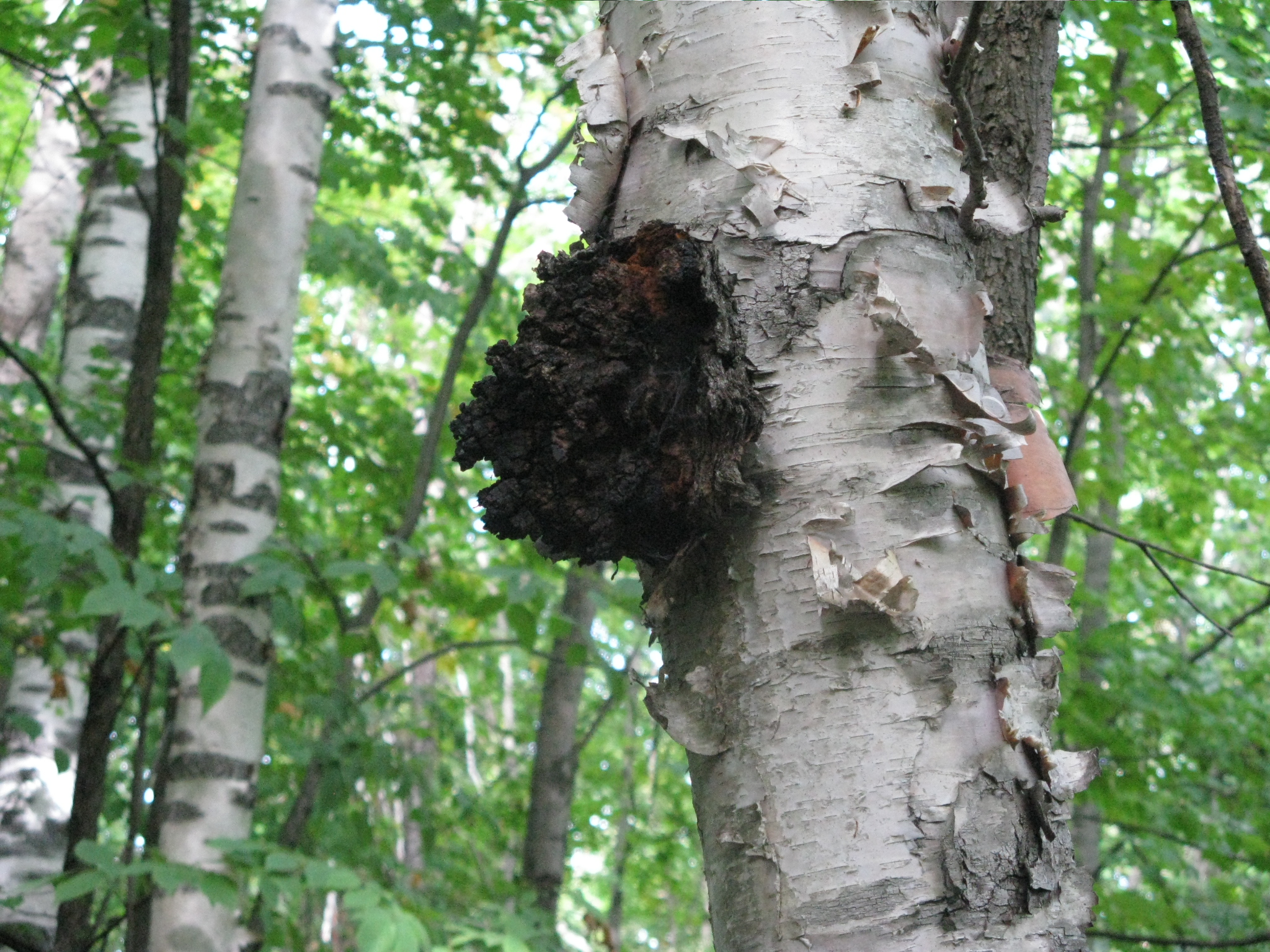 Chaga 4a.JPG