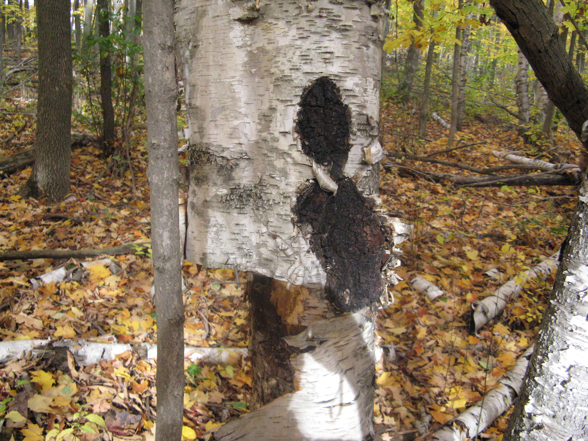 Chaga 6a.JPG