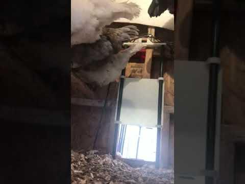 Chicken Door operating