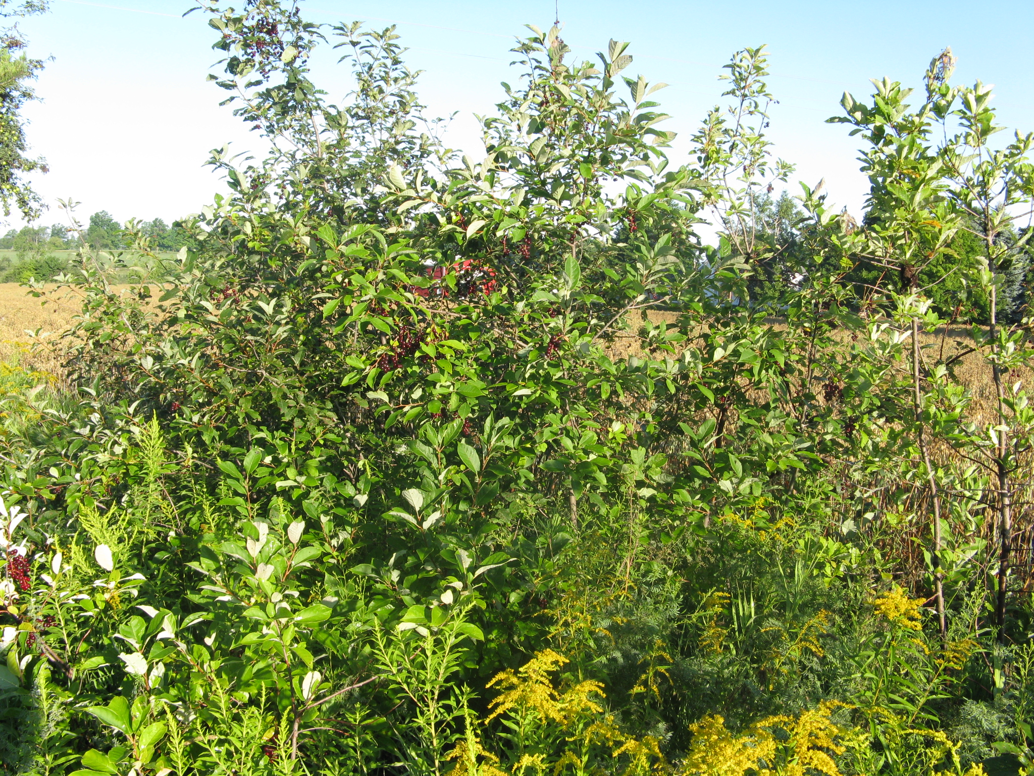 Chokecherry 1b.JPG