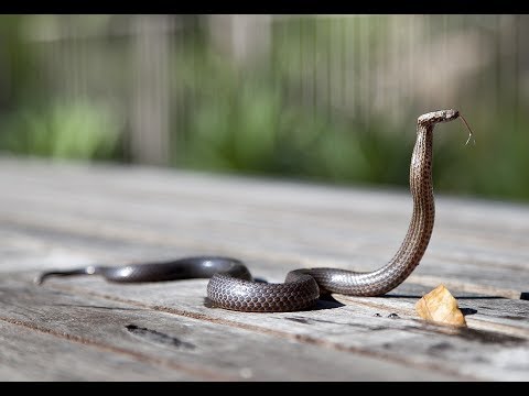 Coconut Cobra