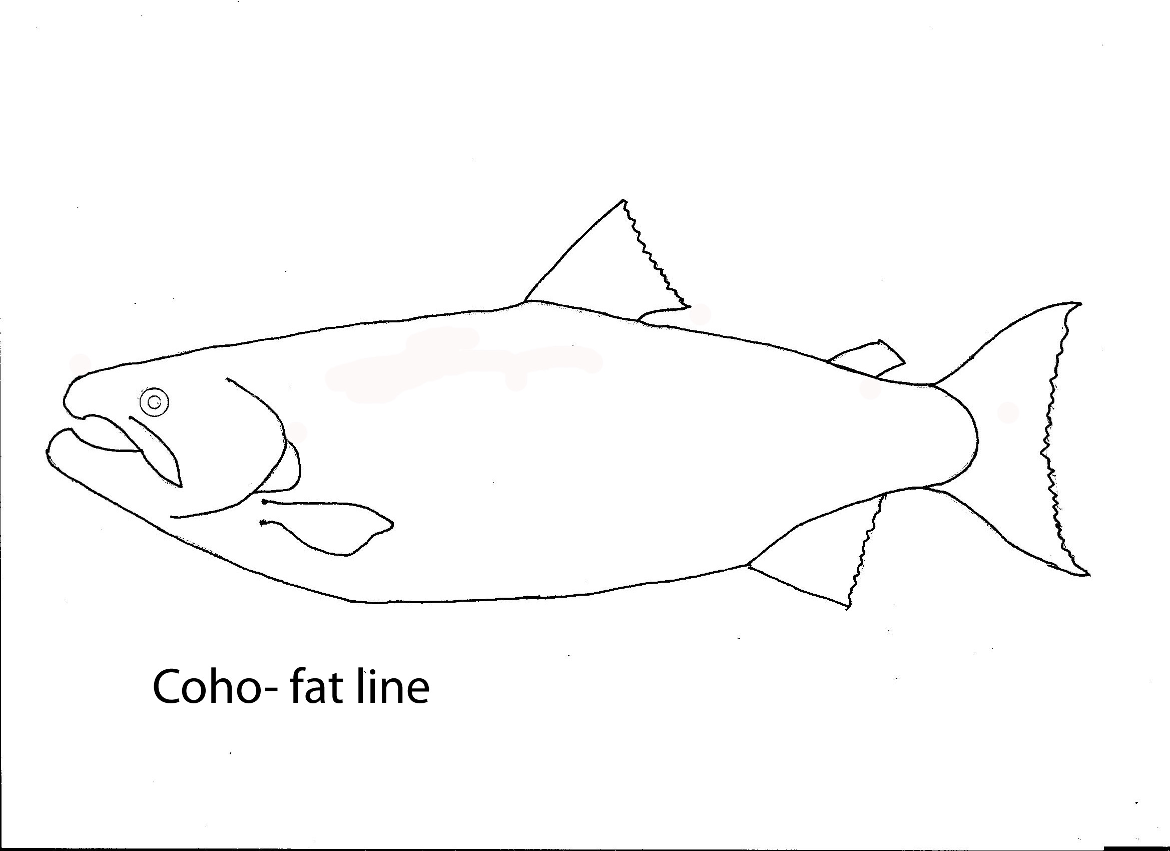 Coho lineart-fat-100%.jpg