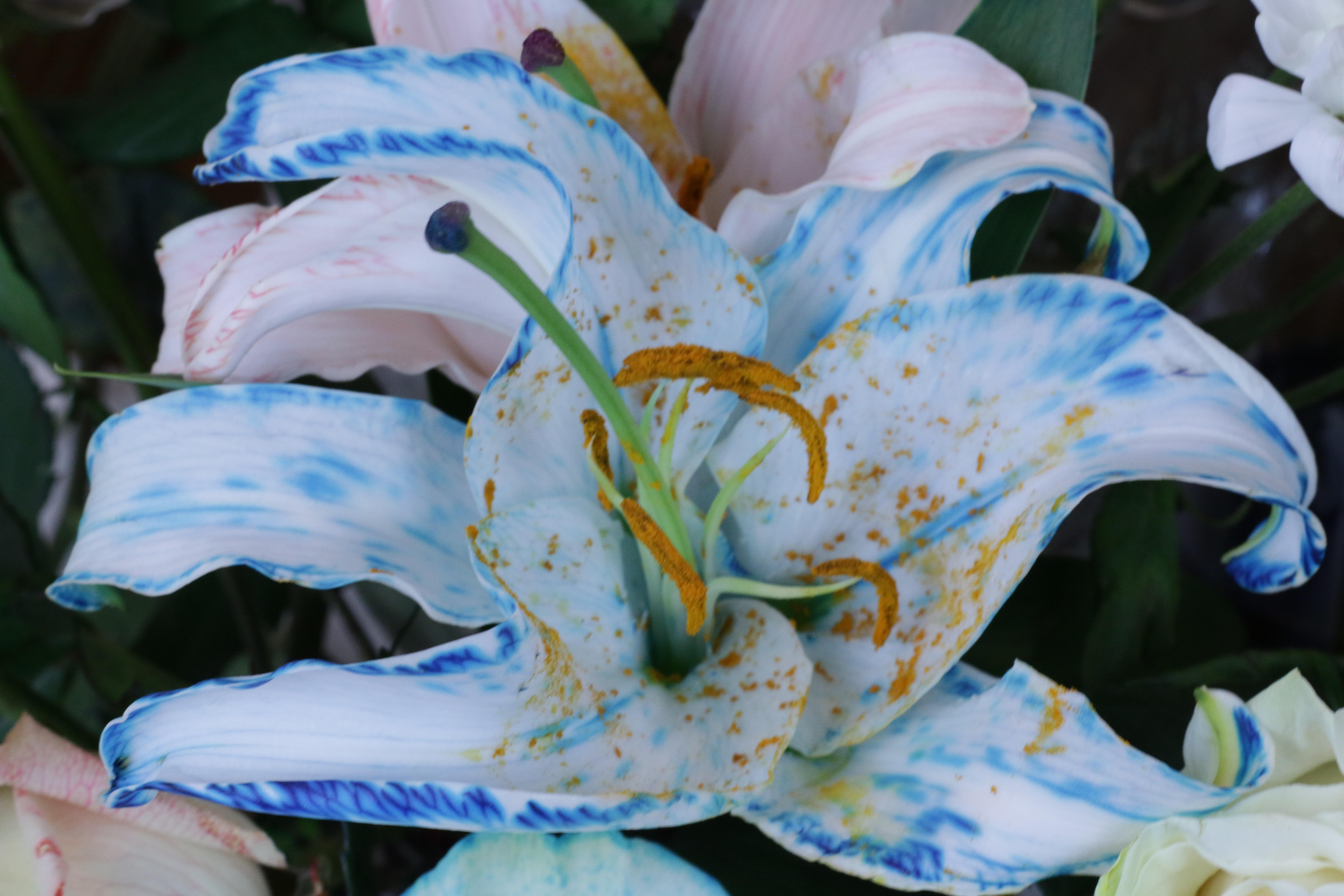 ColorFlowers_Blue_Great.JPG