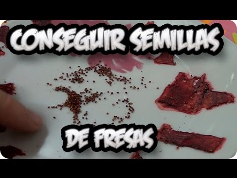 Como Conseguir Semillas De Fresas O Frutilla || Semillas Organicas || La Huertina De Toni