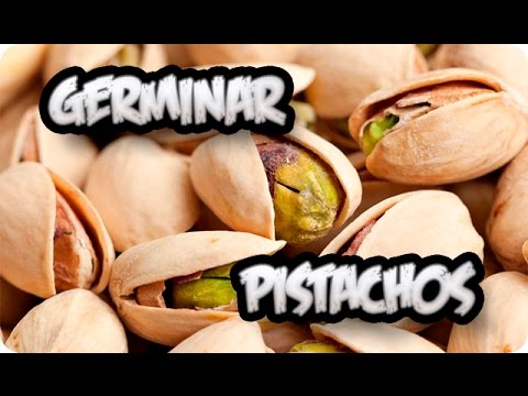 Como Germinar Pistachos || Muy Facil || La Huertina De Toni