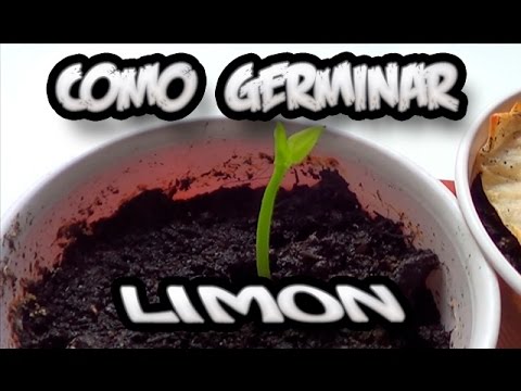 Como Germinar Una Semilla De Limon || Experimentos || La Huertina De Toni