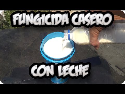 Como Hacer Fungicida Casero Con Leche Para Hongos Mildiu Oidio Roya Brotytis || La Huertina De Toni