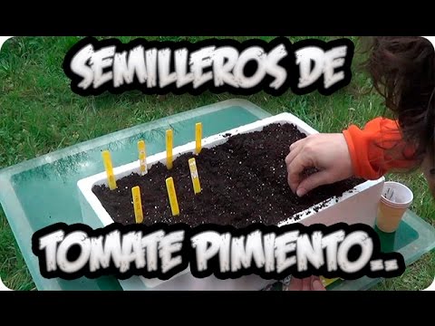 Como Hacer Semillero de Tomate, Pimiento Y Berenjenas || Huerto Organico || La Huertina De Toni