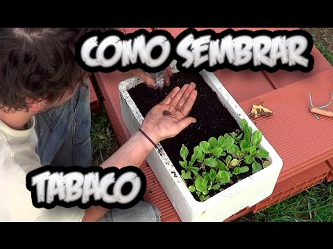 Como Hacer Un Semillero De Tabaco || Ecologico || La Huertina De Toni