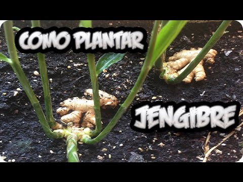 Como Plantar O Cultivar Jengibre En Casa Con Exito || La Huertina De Toni