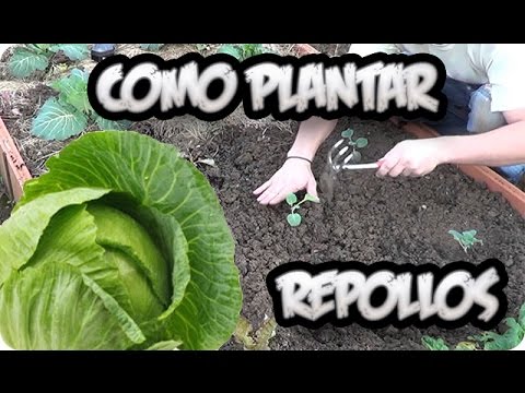 Como Plantar Repollos || Huerto Organico || La Huertina De Toni