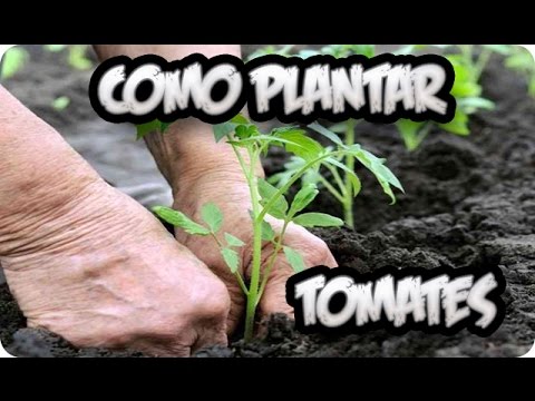 Como Plantar Tomates || Huerto Organico || La Huertina De Toni