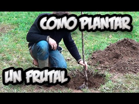 Como Plantar Un Arbol Frutal || Vergel Organico || La Huertina De Toni