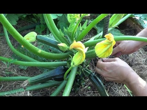 Como Podar Y Entutorar Los Calabacines || Huerto Organico || La Huertina De Toni