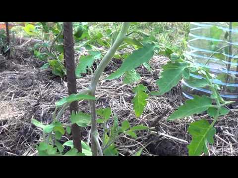 Como Podar Y Quitar Los Chupones Al Tomate || Huerto Organico || La Huertina De Toni