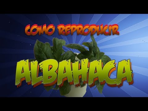 Como Reproducir Albahaca Por Esqueje || Facil || La Huertina De Toni