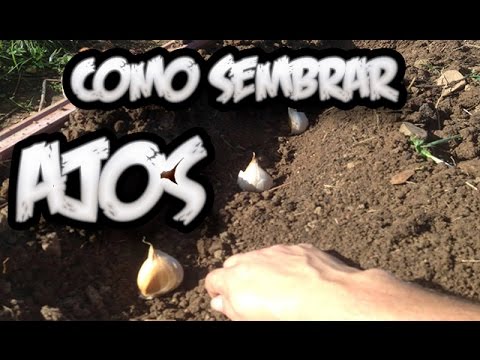 Como Sembrar Ajos || Huerto Organico || La Huertina De Toni