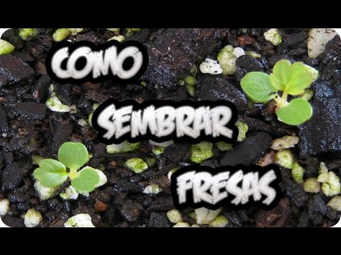 Como Sembrar Fresas o Frutillas En Casa || Facil || La Huertina De Toni