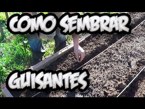 Como Sembrar Guisantes De Lagrima || Huerto Organico || La Huertina De Toni