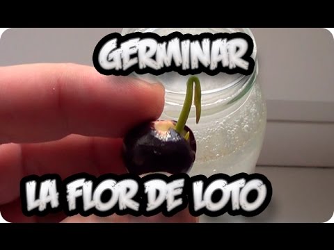 Como Sembrar O Germinar La Flor De Loto || La Huertina De Toni