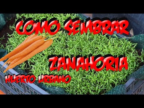 Como Sembrar Zanahorias En El Huerto Urbano || La Huertina De Toni