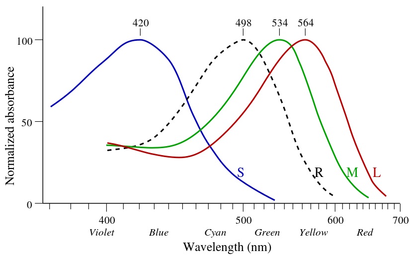 Cone-response-Wikipedia.jpg