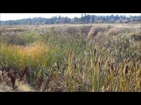 Cooking with Cattail Pollen