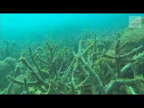 Coral Bleaching