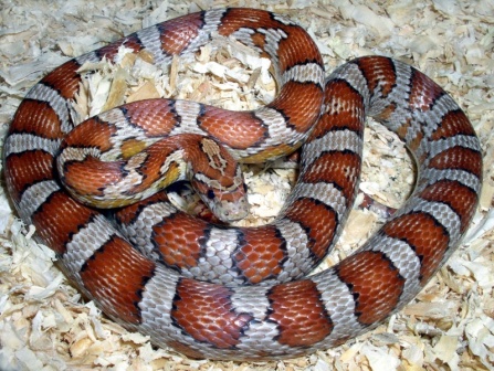 Corn%20Snake%20web.jpg